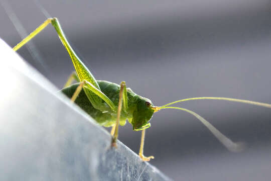 Image of upland green bush-cricket