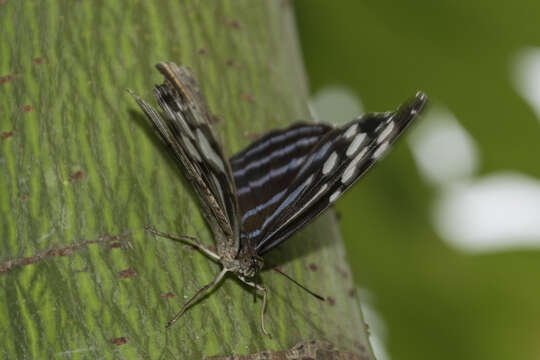 Image of Myscelia cyaniris Doubleday (1848)