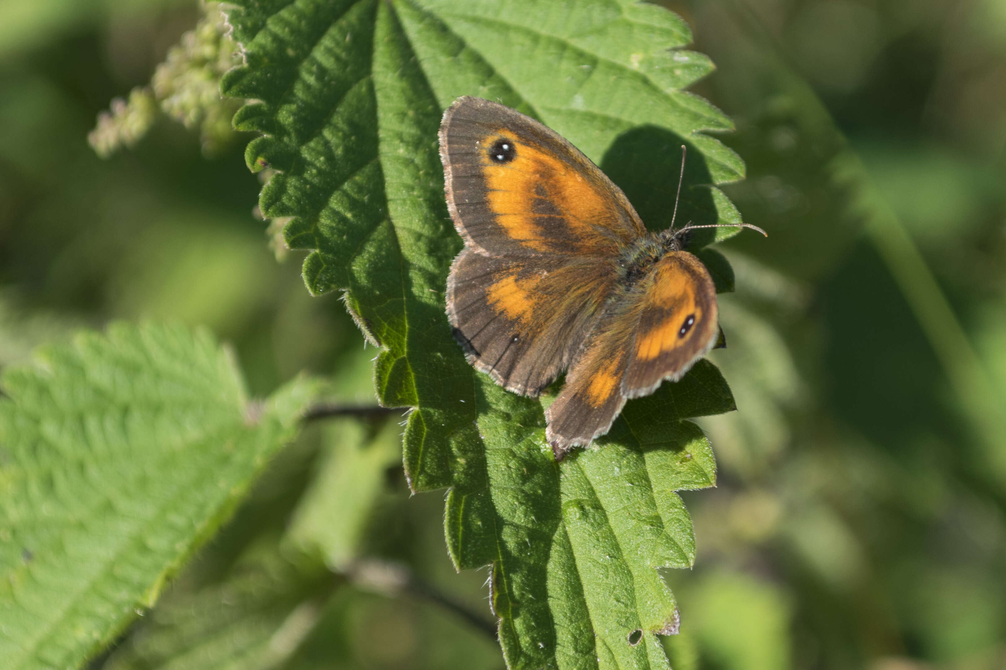 Image of hedge brown