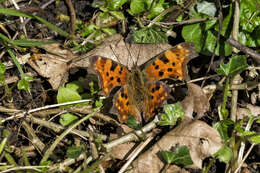 Image of Comma