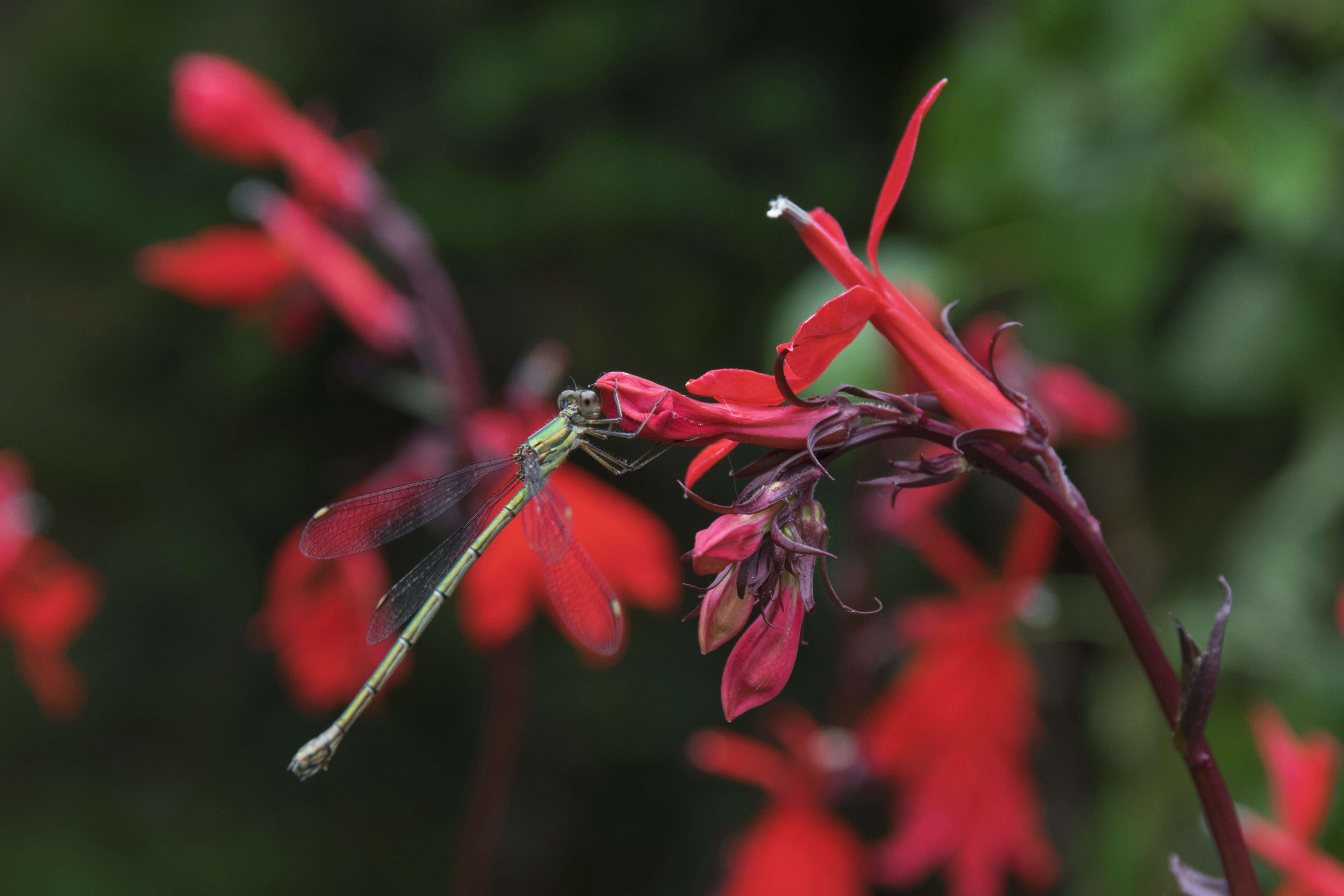 Image of Cardinal Flower