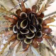 Image of Banksia formosa (R. Br.) A. R. Mast & K. R. Thiele