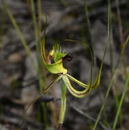 Image of Fringed mantis orchid