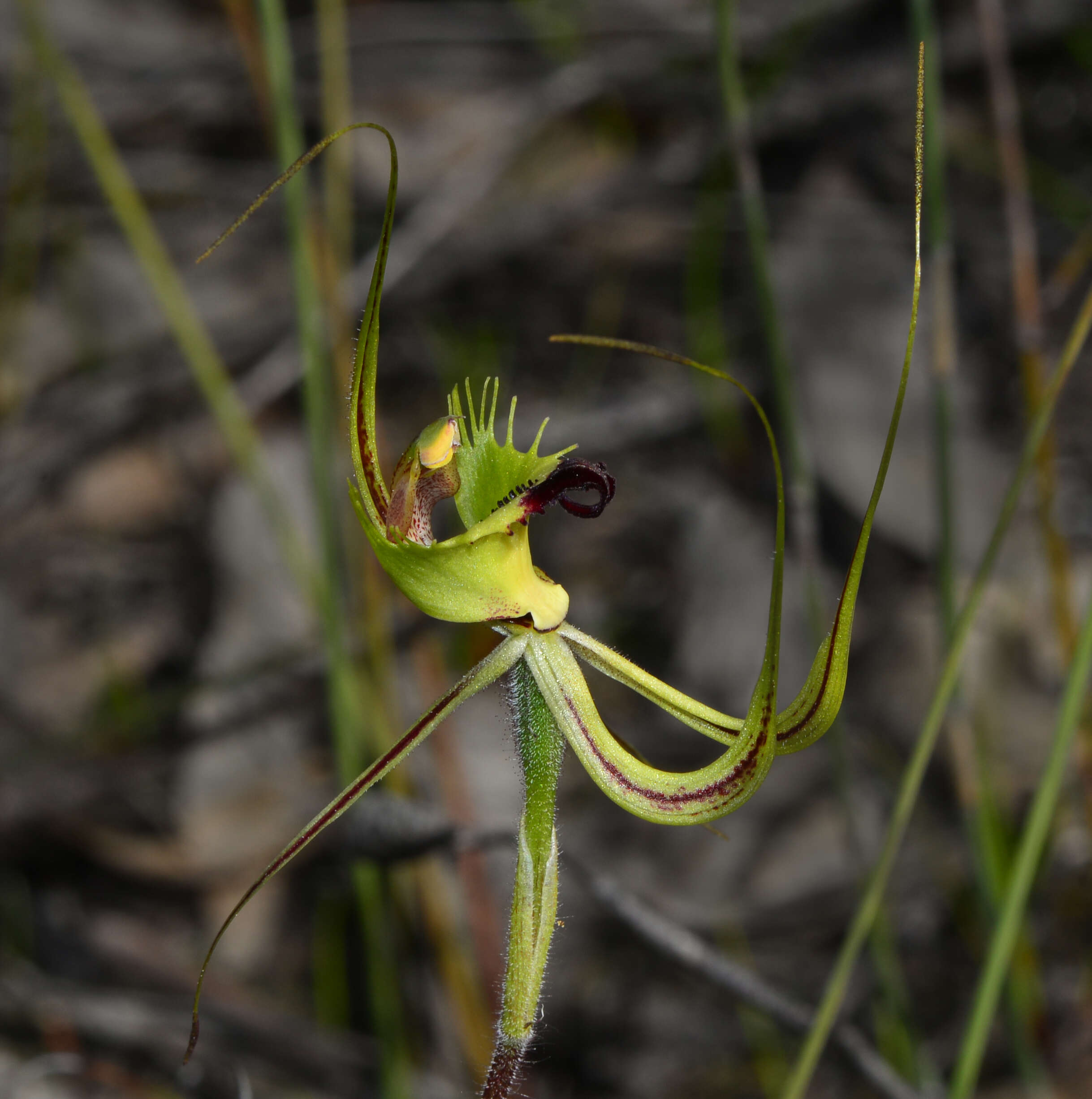 Image of Fringed mantis orchid