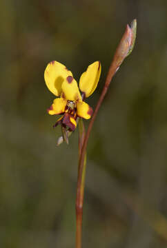 Image of Bee orchid