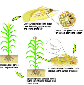 Image of Diplodia