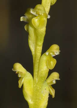 Image of Dark mignonette orchid