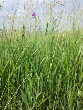 Lathyrus hirsutus L.的圖片