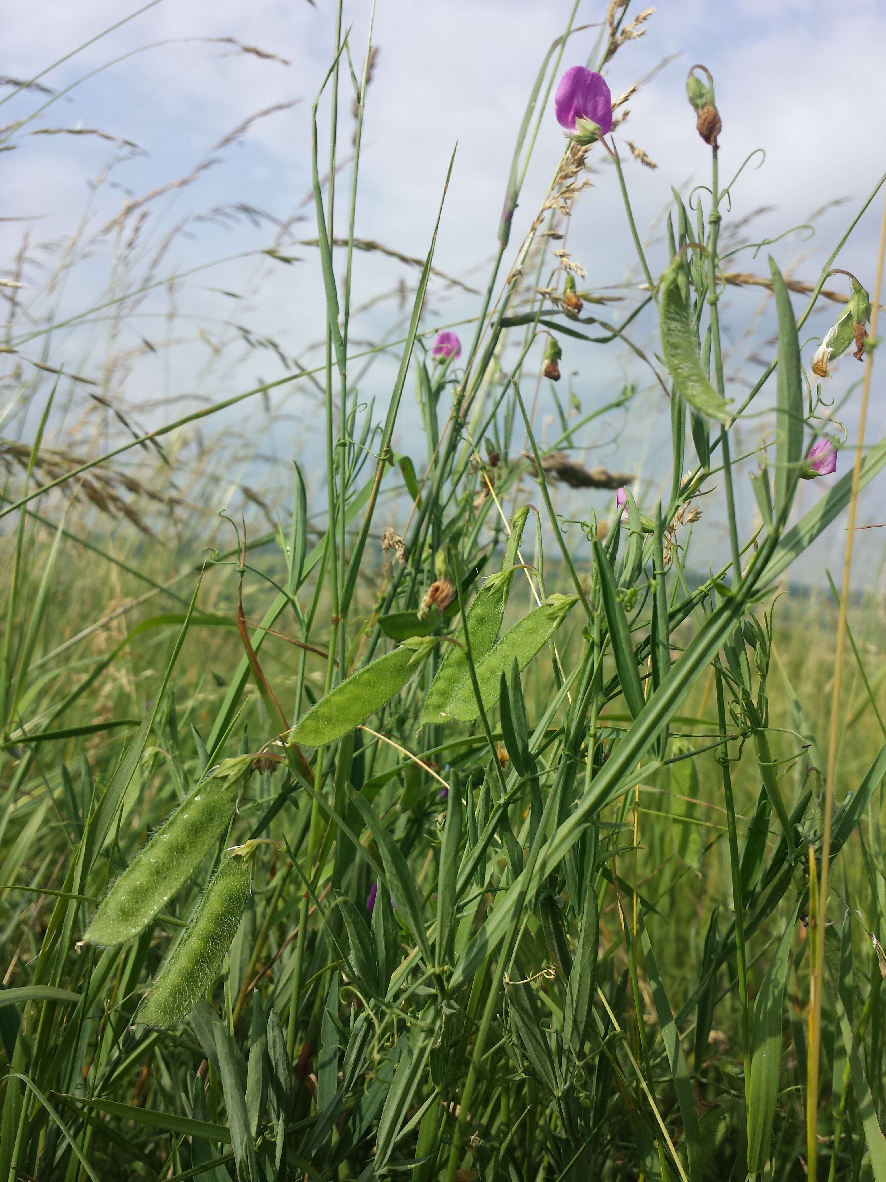 Lathyrus hirsutus L.的圖片