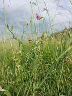 Lathyrus hirsutus L.的圖片