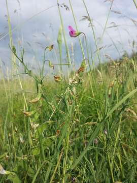 Lathyrus hirsutus L.的圖片