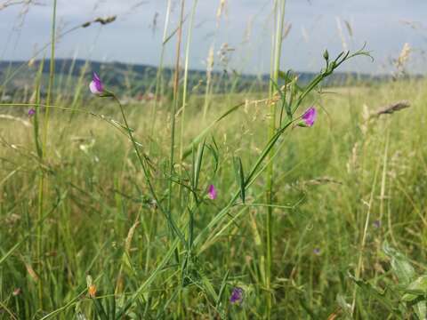 Lathyrus hirsutus L.的圖片