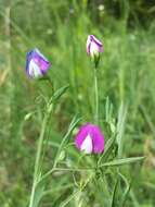 Lathyrus hirsutus L.的圖片