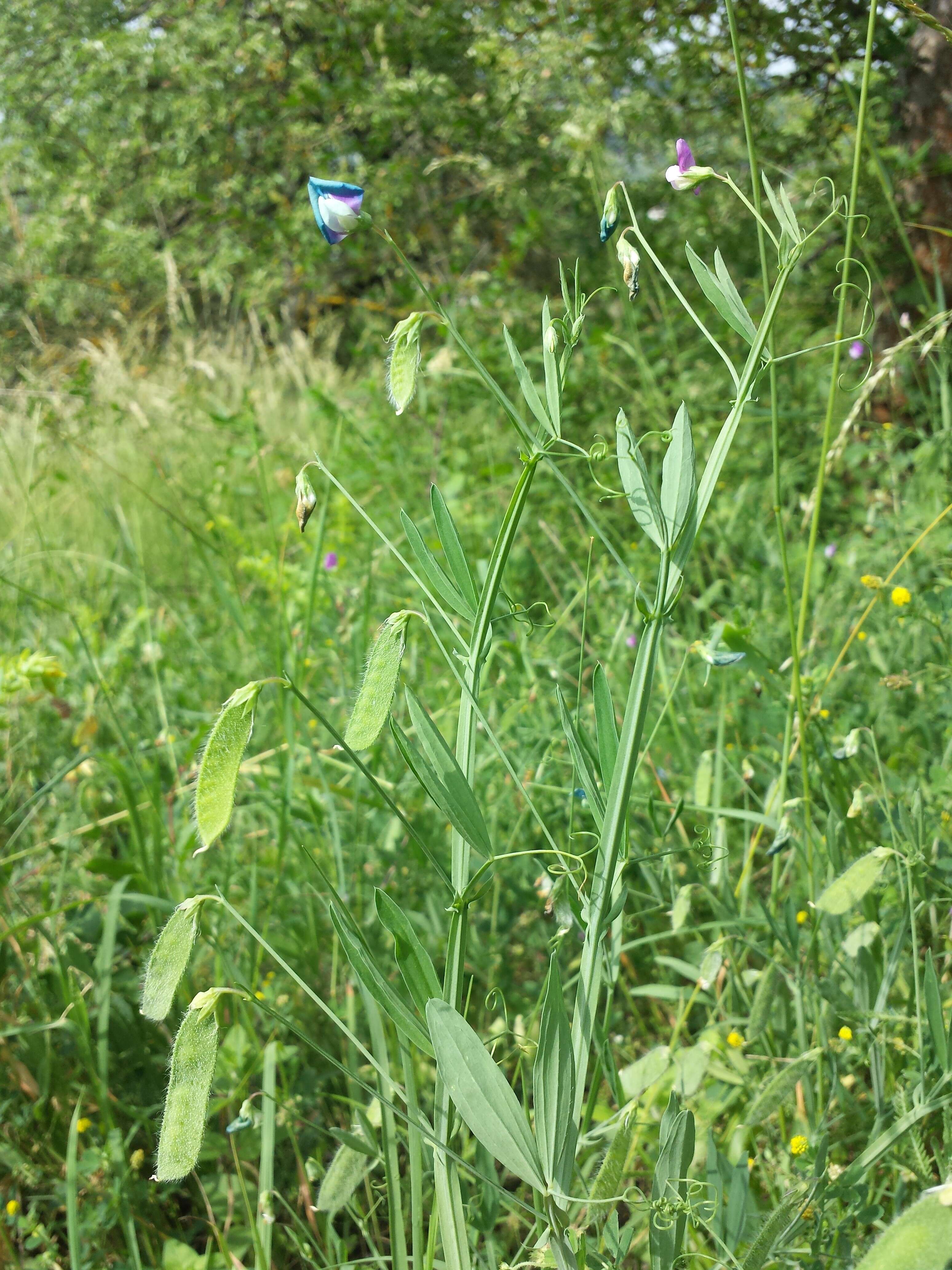 Lathyrus hirsutus L.的圖片