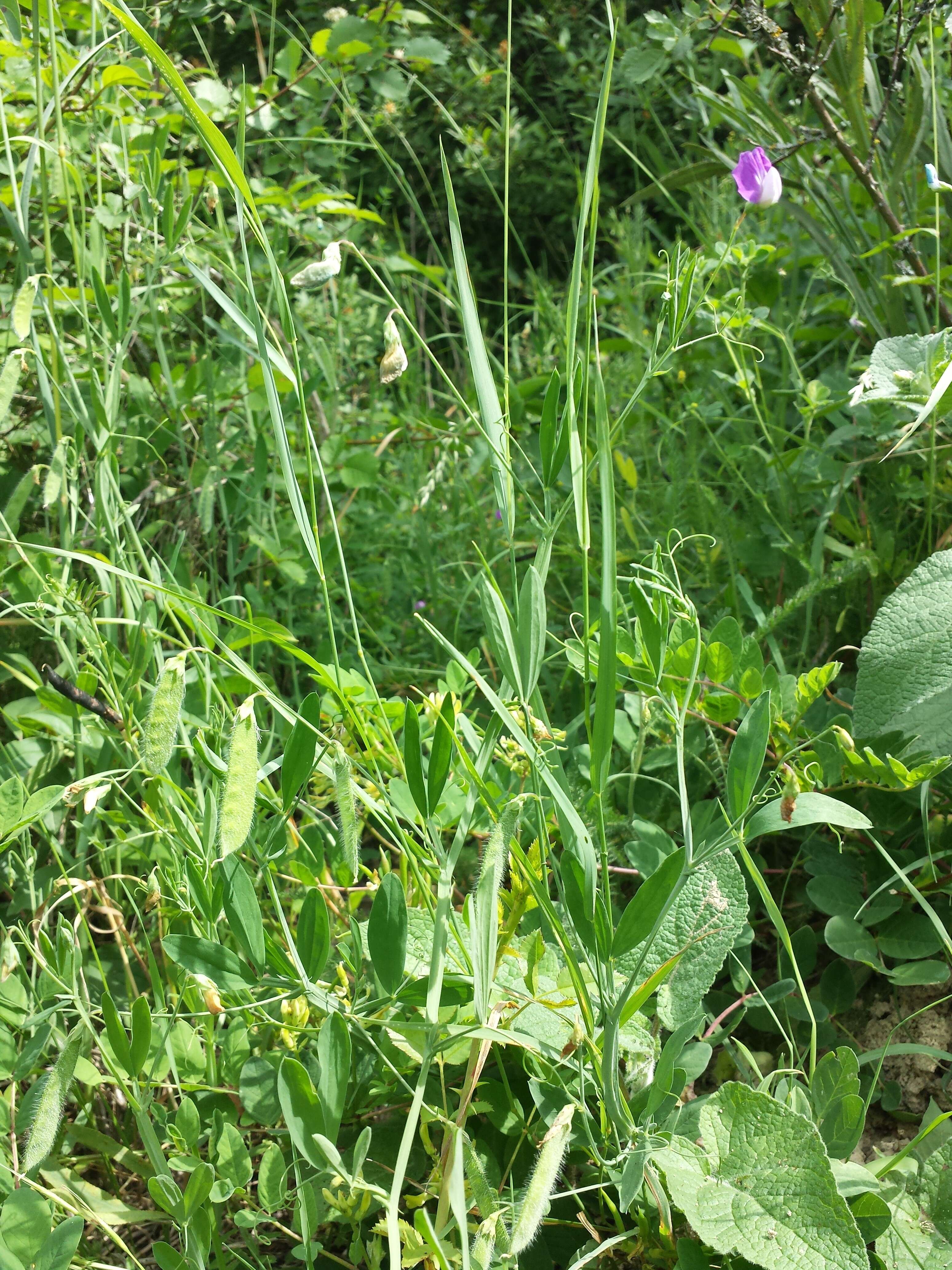 Lathyrus hirsutus L.的圖片