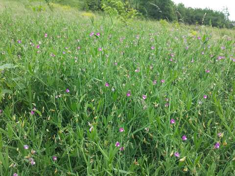 Lathyrus hirsutus L.的圖片