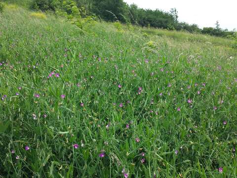 Lathyrus hirsutus L.的圖片