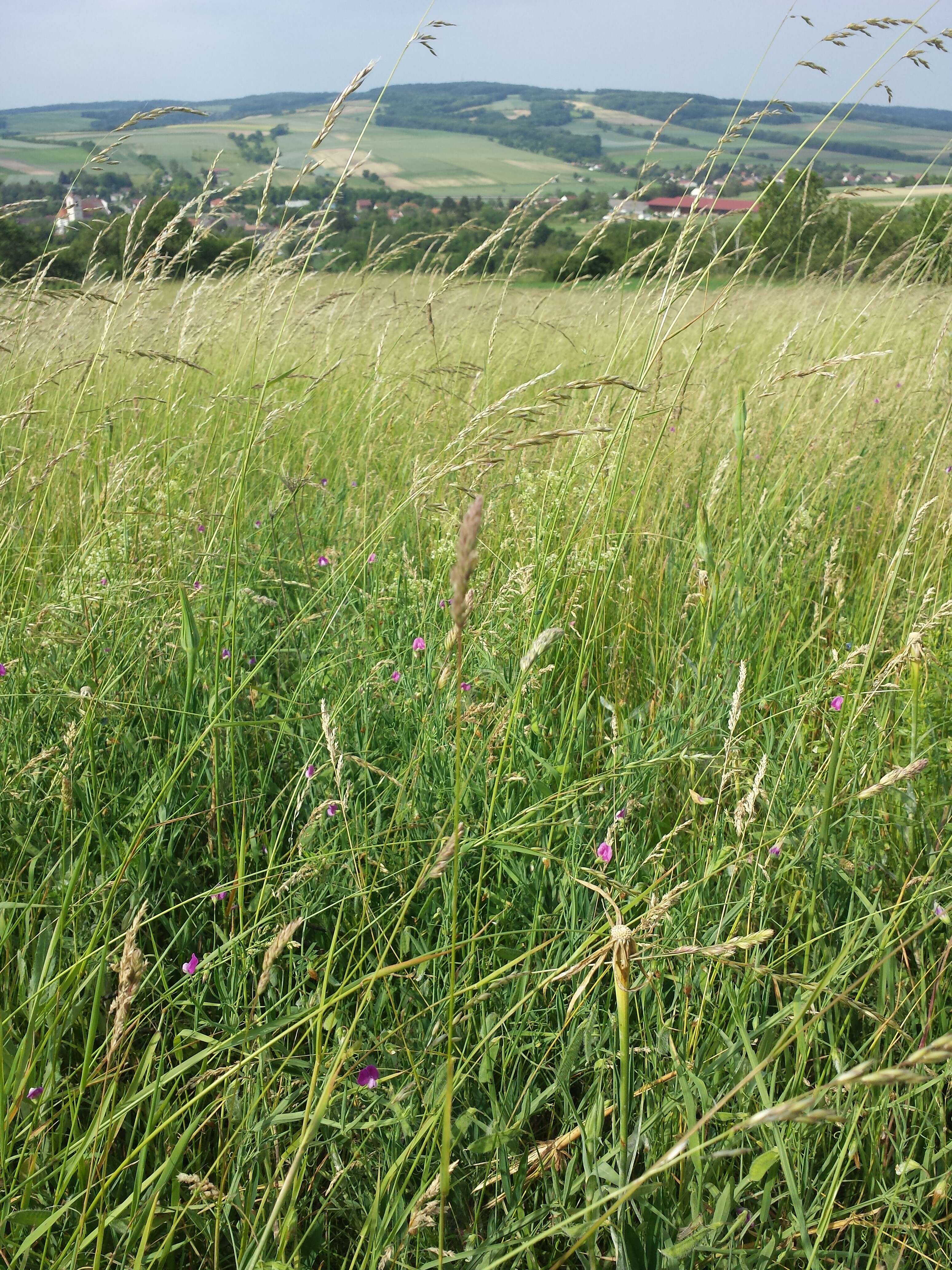 Lathyrus hirsutus L.的圖片