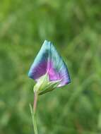 Lathyrus hirsutus L.的圖片