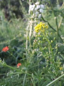 Image of ball mustard