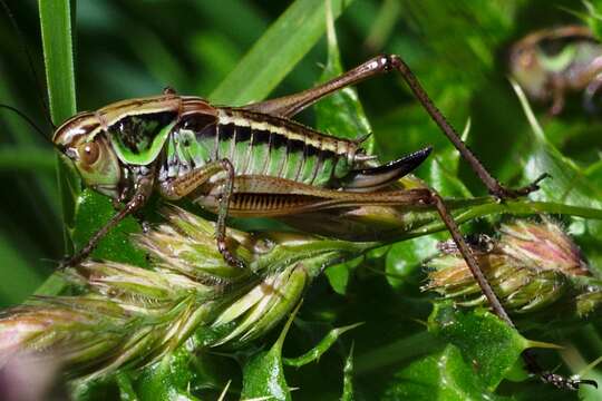 Image of Metrioptera roeselii