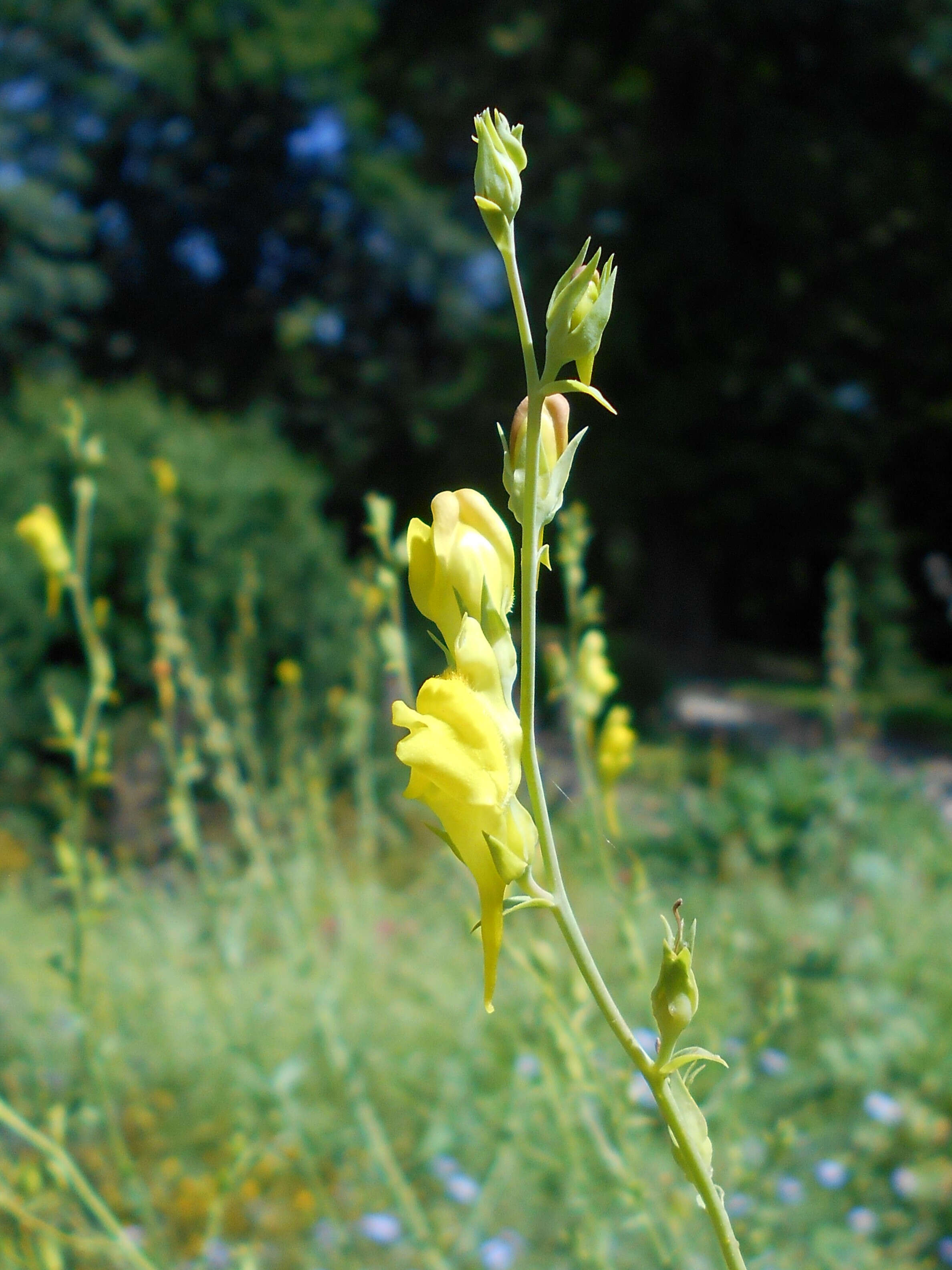 Plancia ëd Linaria dalmatica (L.) Mill.