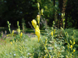 Image of Dalmatian toadflax