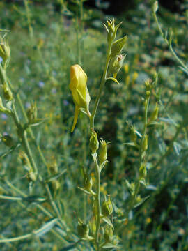 Plancia ëd Linaria dalmatica (L.) Mill.