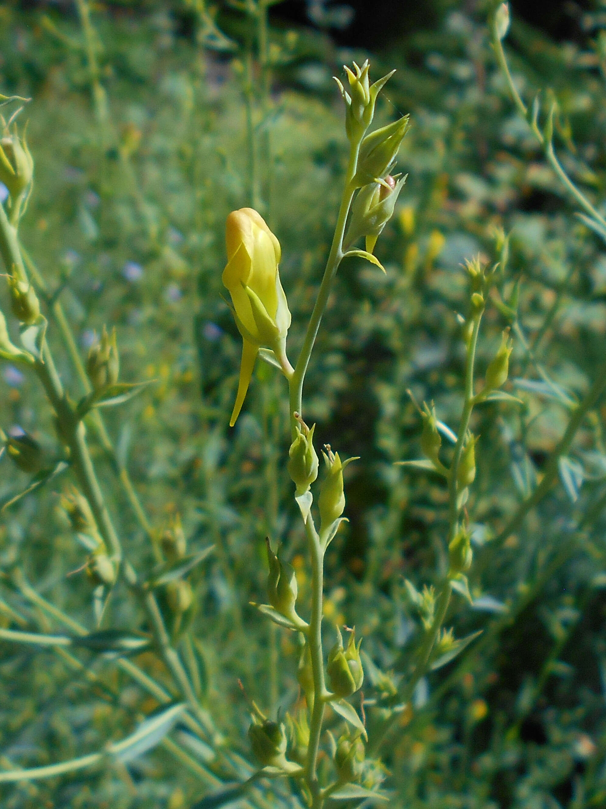 Image of Dalmatian toadflax