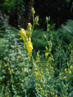 Image of Dalmatian toadflax