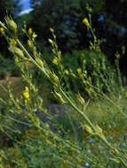 Image of Dalmatian toadflax