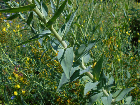 Plancia ëd Linaria dalmatica (L.) Mill.