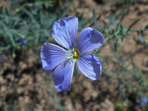 Image of Blue flax