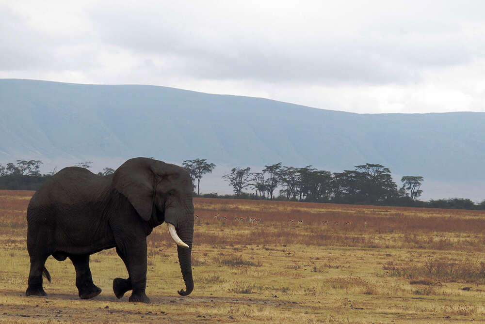 Image of African bush elephant