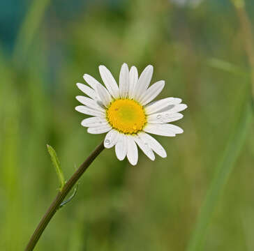 Image of Oxeye Daisy