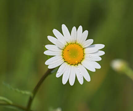 Image of Oxeye Daisy