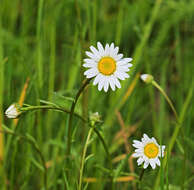 Image of Oxeye Daisy