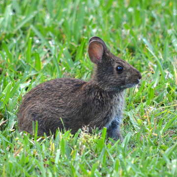 Image of Key Rabbit