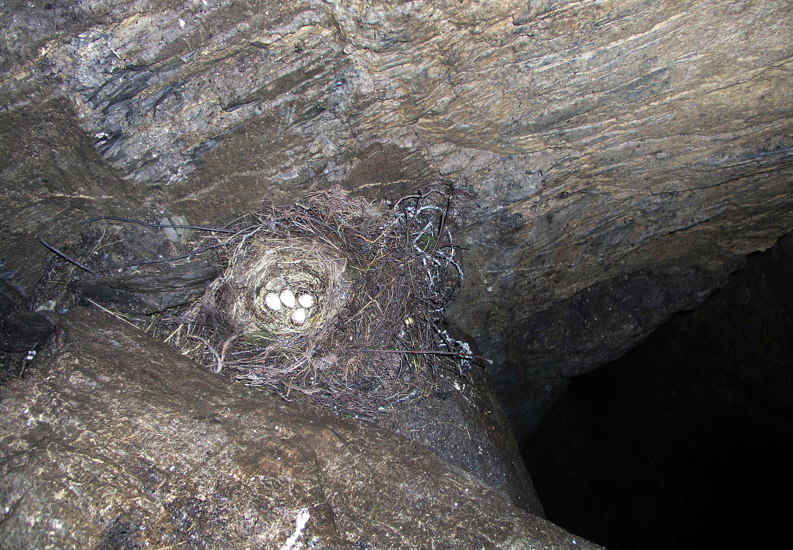 Image of Alpine Chough