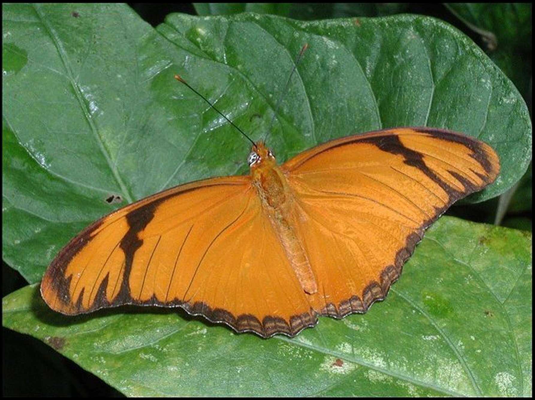 Image of Dryas