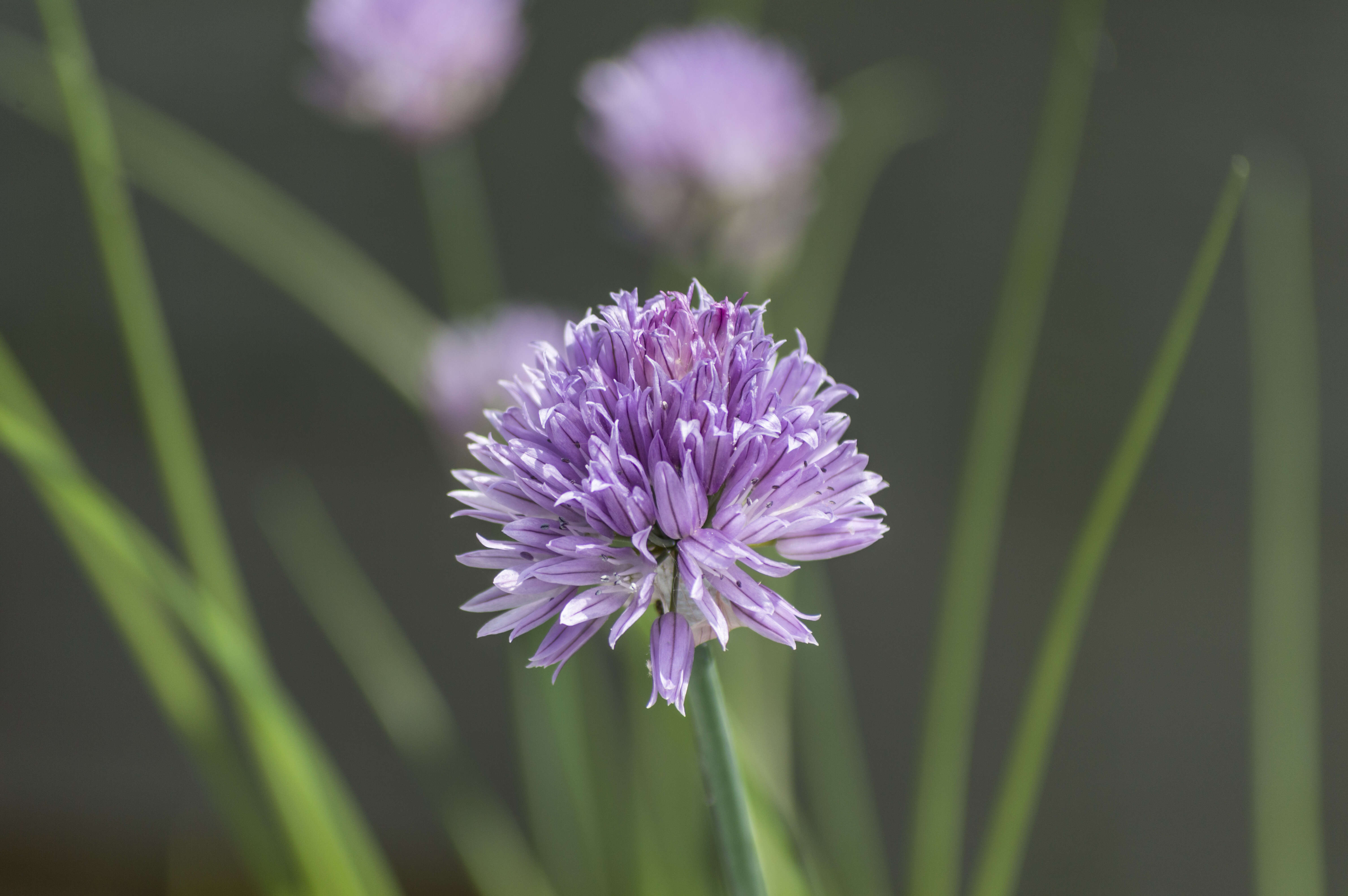 Image of wild chives