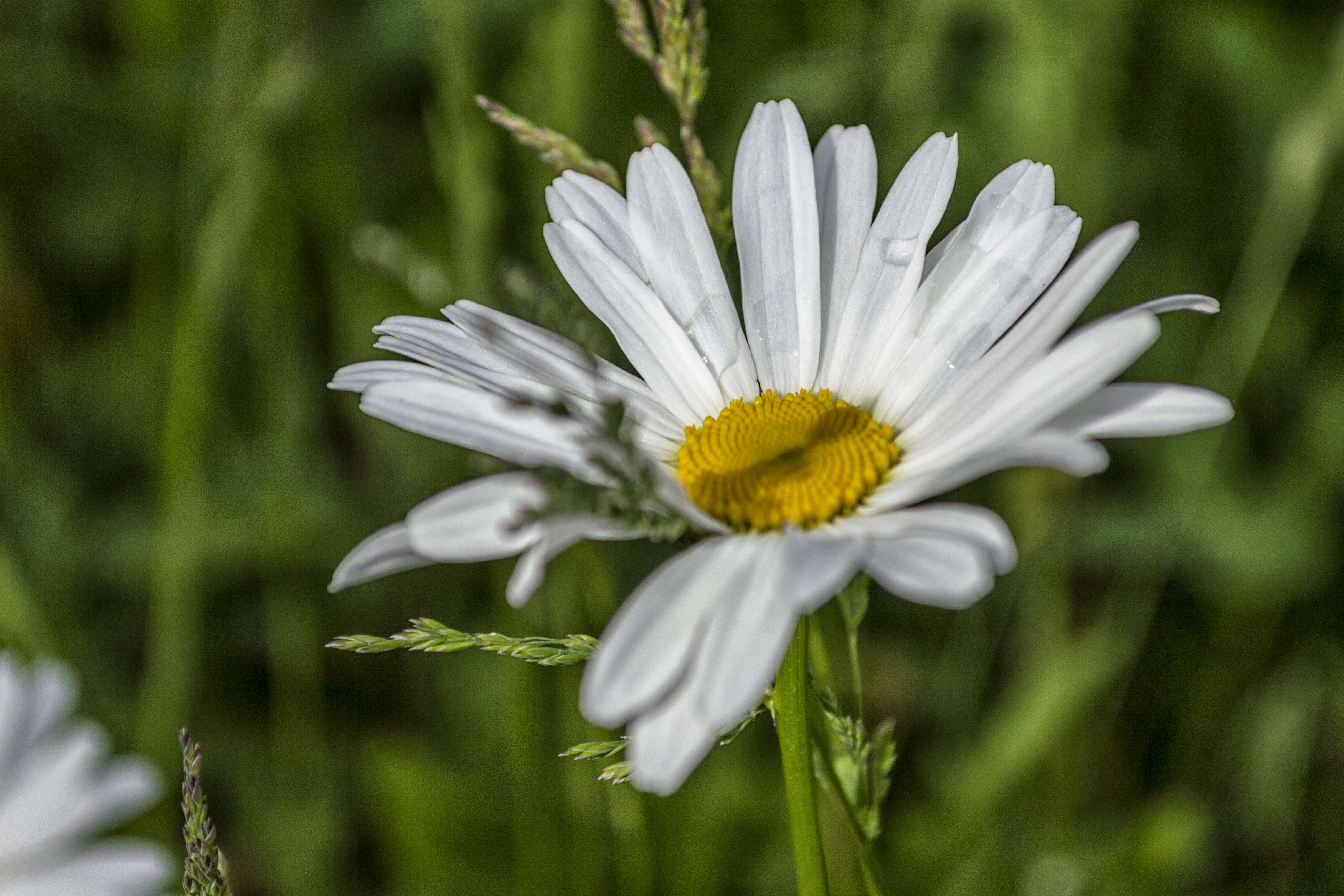 Image of Oxeye Daisy