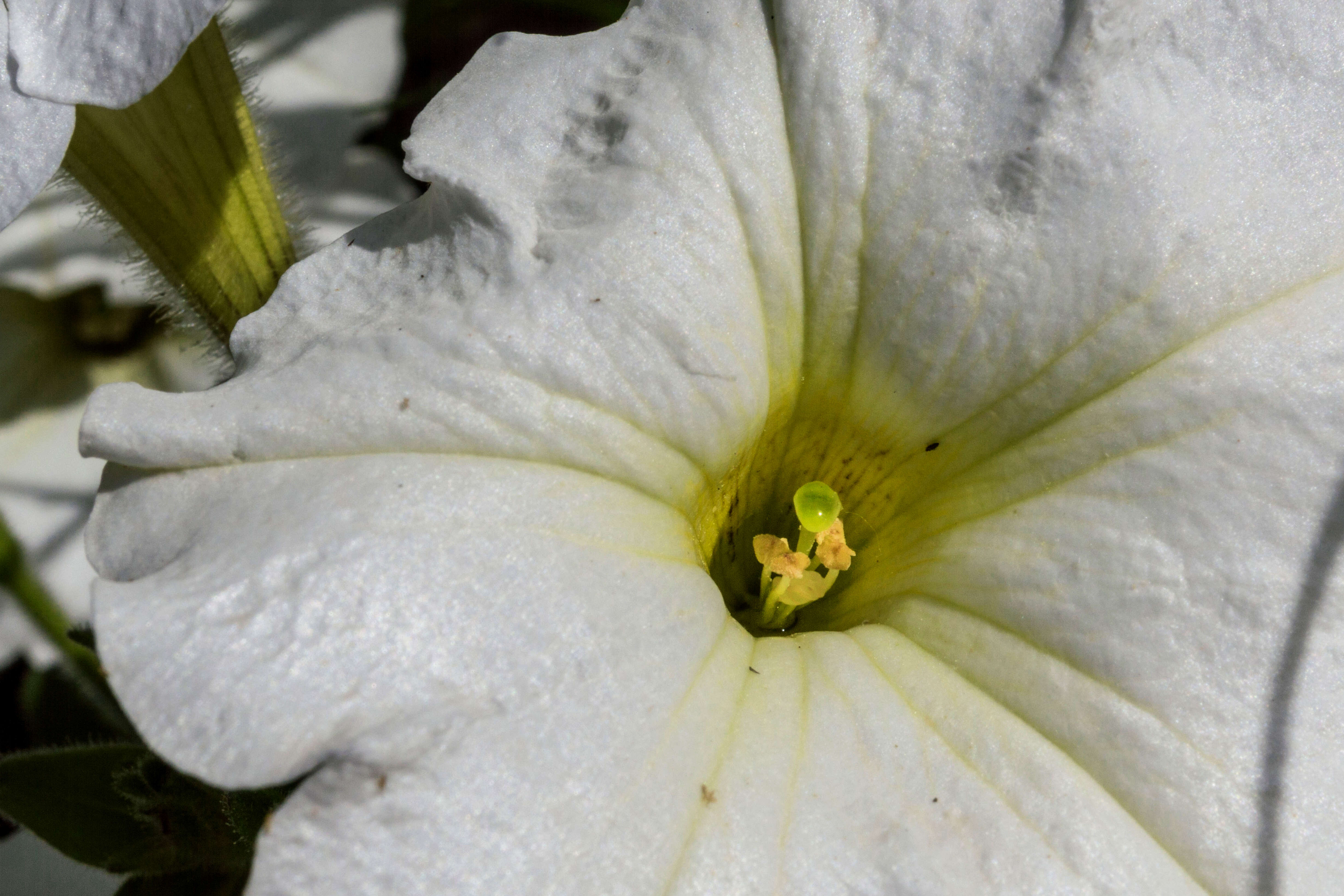 صورة Petunia axillaris (Lam.) Britton