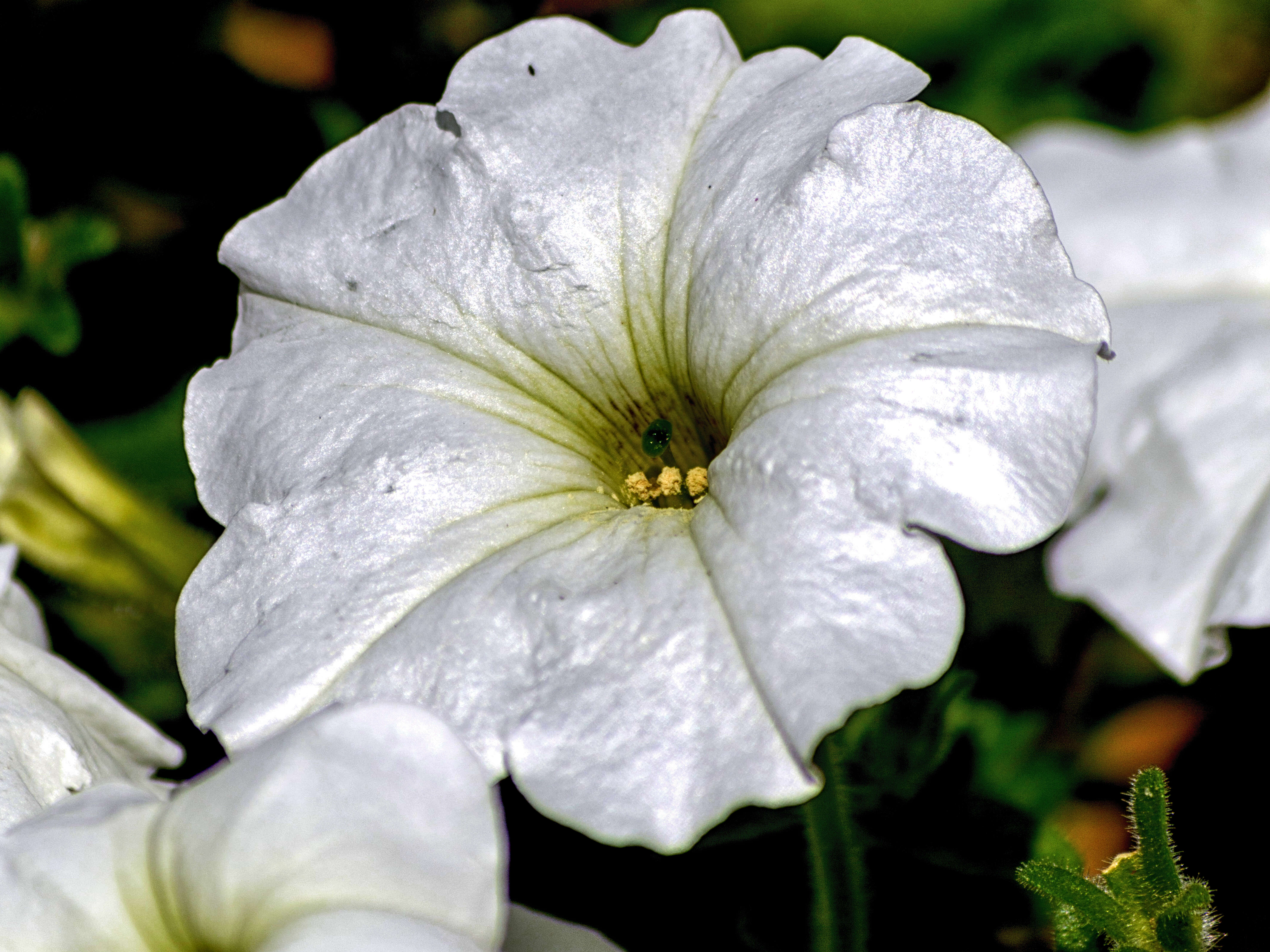 صورة Petunia axillaris (Lam.) Britton