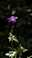 Image of cut-leaved cranesbill