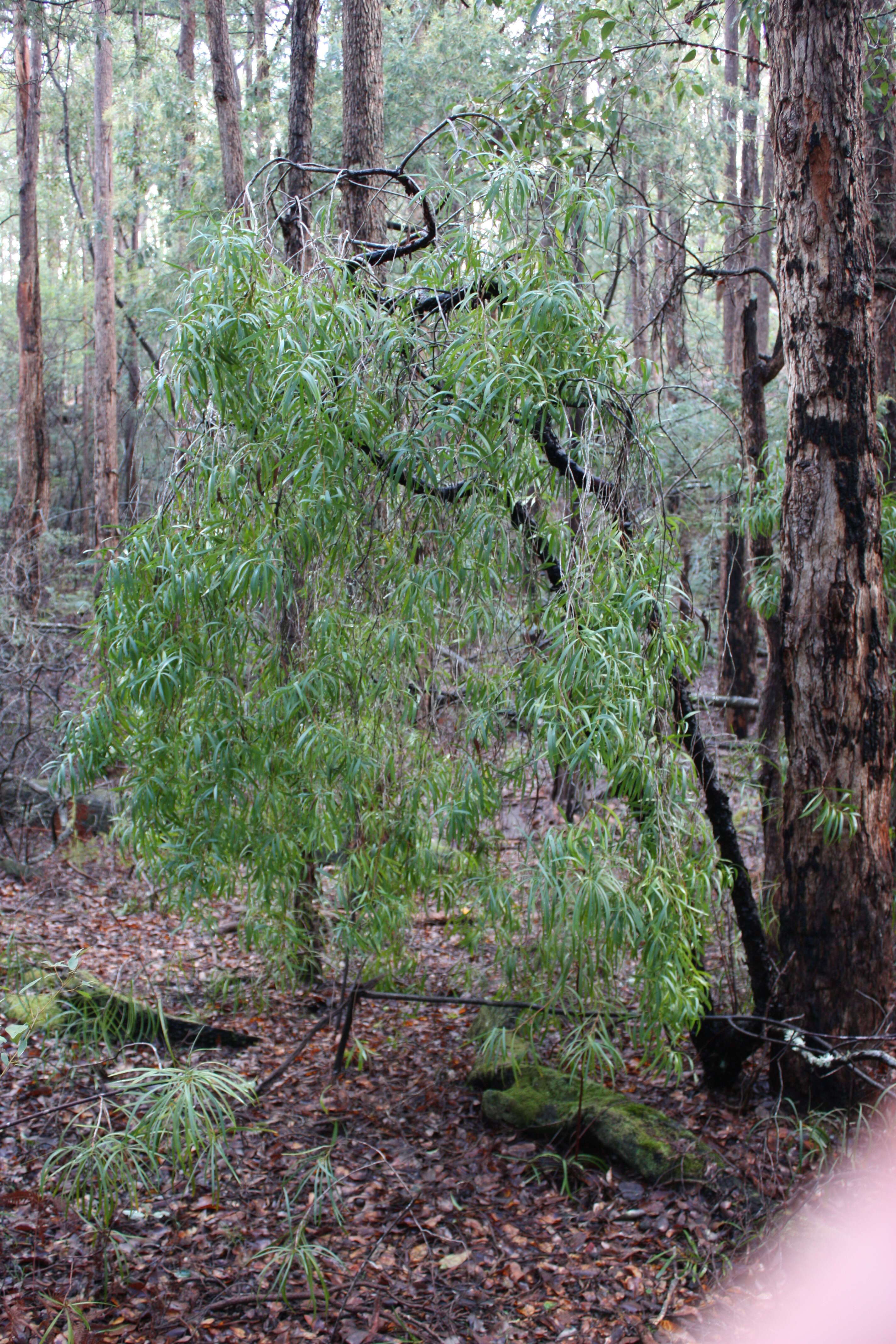 Plancia ëd Persoonia longifolia R. Br.