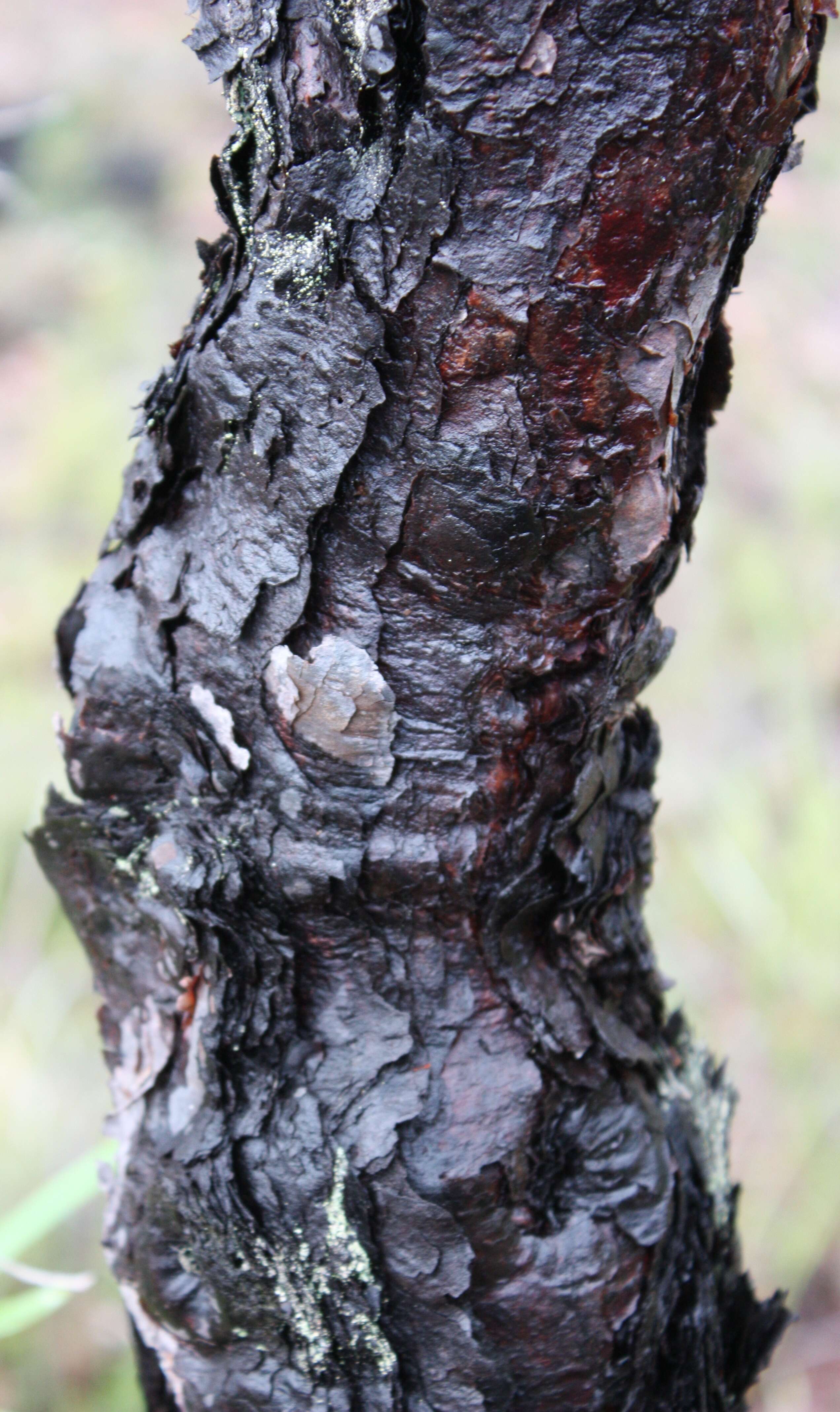 Plancia ëd Persoonia longifolia R. Br.