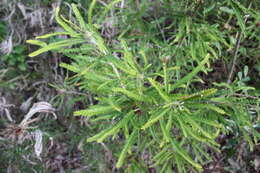 Image of Banksia formosa (R. Br.) A. R. Mast & K. R. Thiele