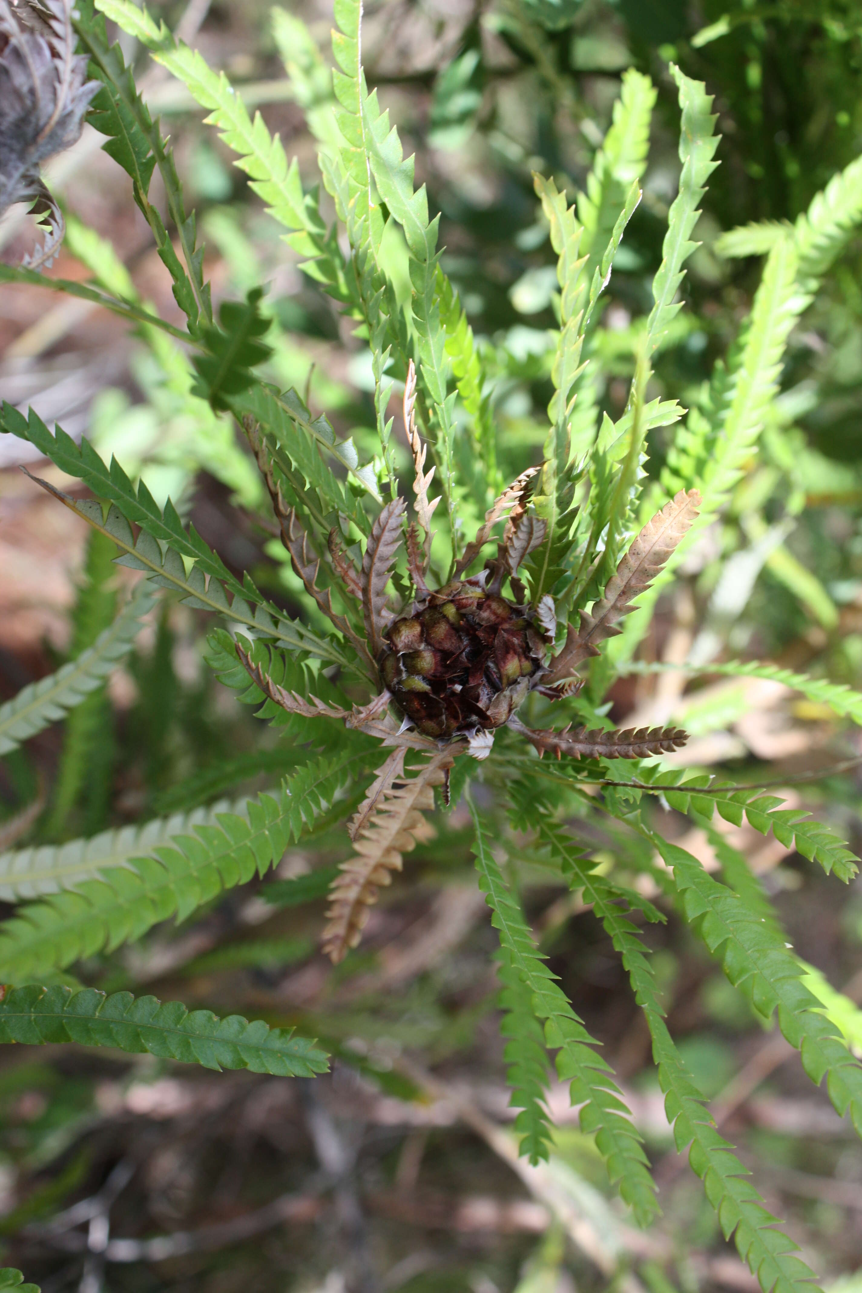 Image of Banksia formosa (R. Br.) A. R. Mast & K. R. Thiele