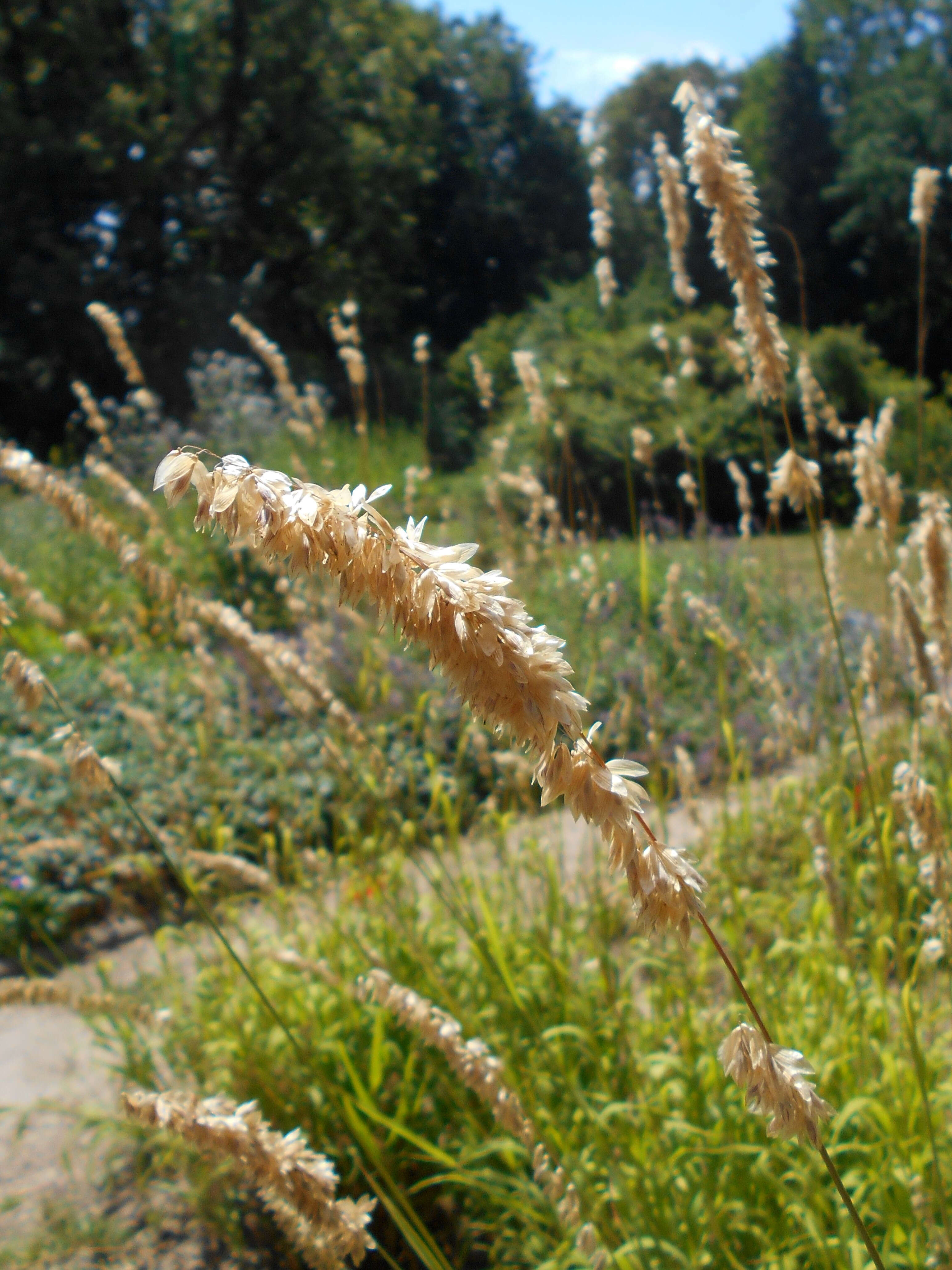 Image de Melica altissima L.